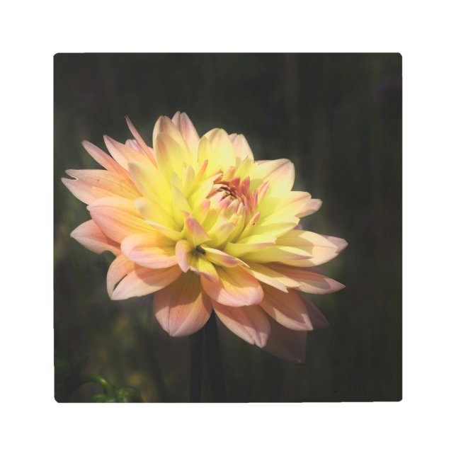 Flor de Dehlia en Arte de Pared de Metal (Anverso)