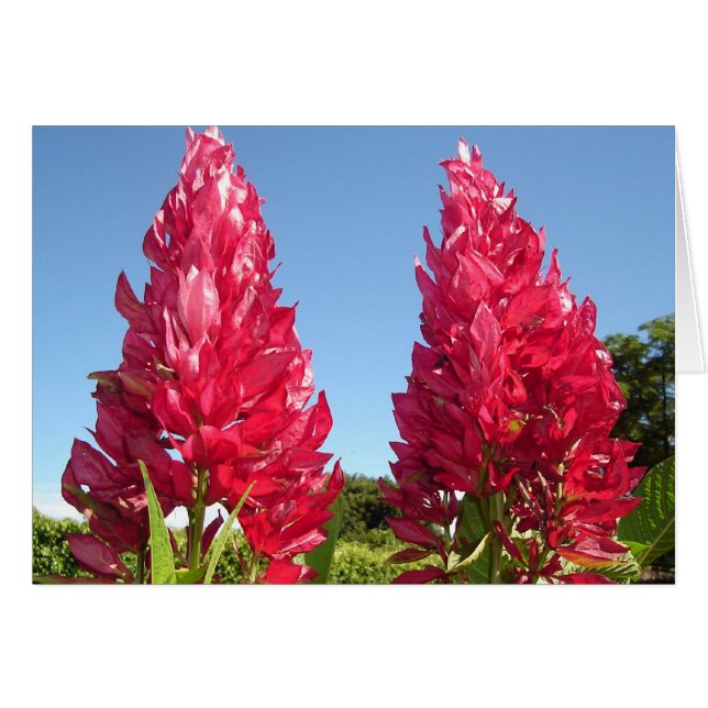 Flor de doble llama v2 (Anverso (Horizontal))