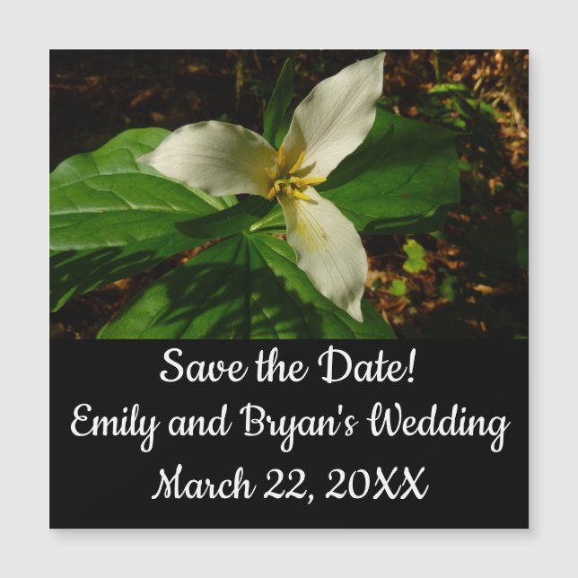 Flor de flores de trillio blanco (Anverso)