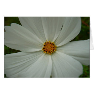 Flor de flores silvestres de verano de Cosmos blan
