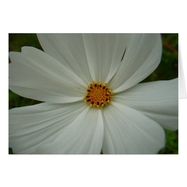 Flor de flores silvestres de verano de Cosmos blan (Anverso (Horizontal))