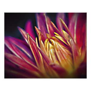 Flor de foto macro
