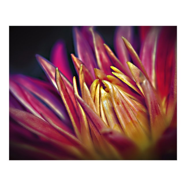 Flor de foto macro (Frente)