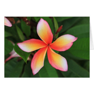Flor de Frangipani