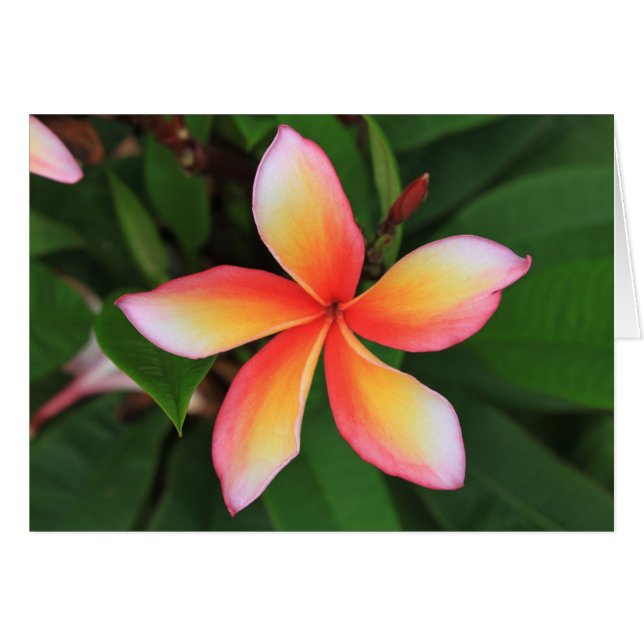 Flor de Frangipani (Anverso (Horizontal))