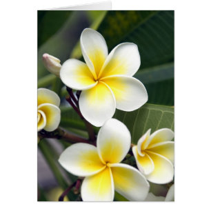 flor de frangipani Islas Cook