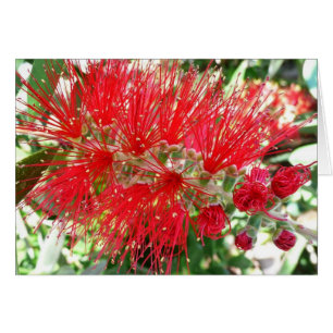 Flor de frasco rojo tropical floral