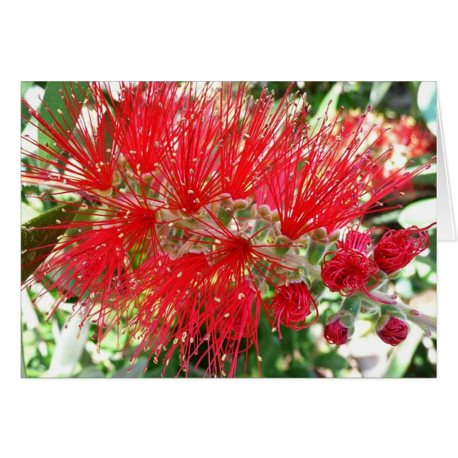 Flor de frasco rojo tropical floral (Anverso (Horizontal))