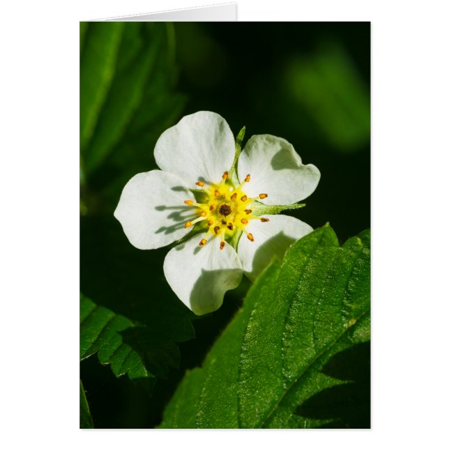 Flor de fresa silvestre (Frente)