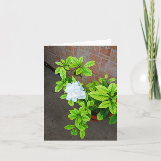 Flor de gardenia blanca (Anverso)