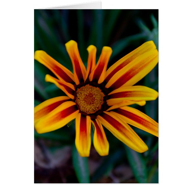 Flor de Gazania (Frente)