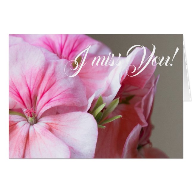 Flor de geranio rosa (Anverso (Horizontal))