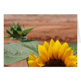 Flor de girasol