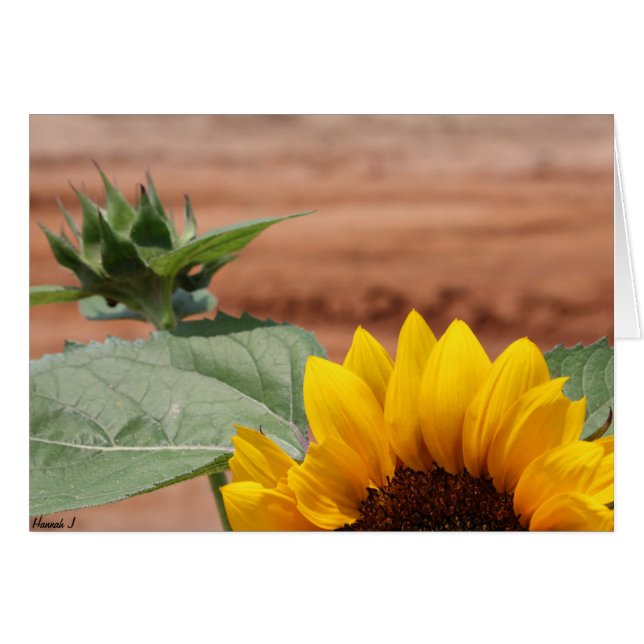 Flor de girasol (Anverso (Horizontal))