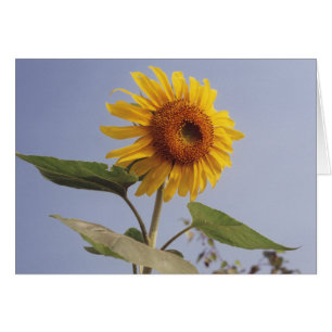 Flor de girasol amarillo en tarjeta de felicitació