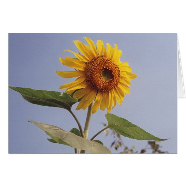 Flor de girasol amarillo en tarjeta de felicitació (Anverso (Horizontal))