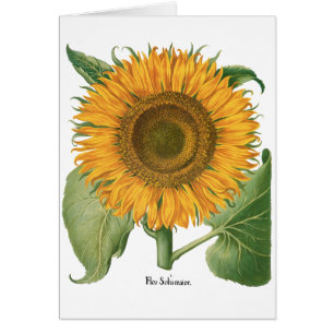 Flor de girasol vintage por Basilius Besler