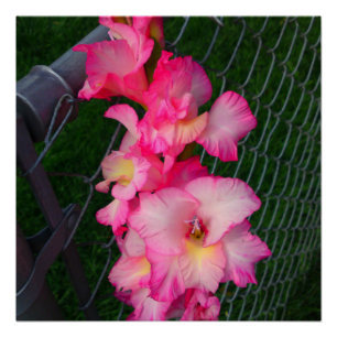 Flor de gladiola rosa Poster perfecto