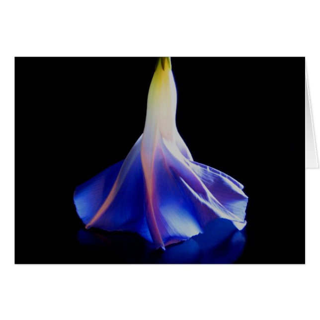 Flor de gloria matutina 2 (Anverso (Horizontal))