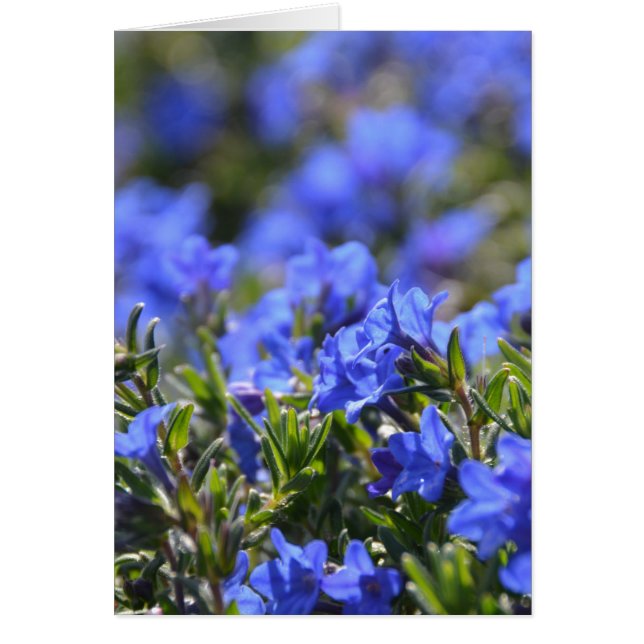 Flor de Grace Ward (Frente)