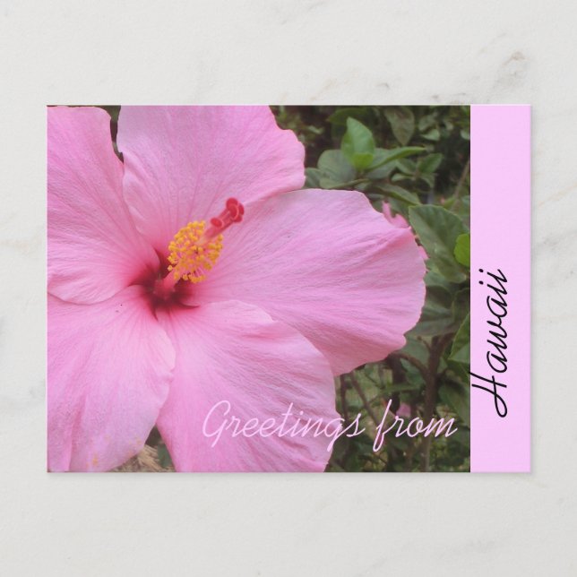 Flor de hibisco rosa Tarjeta postal Hawaii de bien (Anverso)