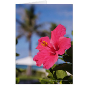 Flor de hibiscos rosa