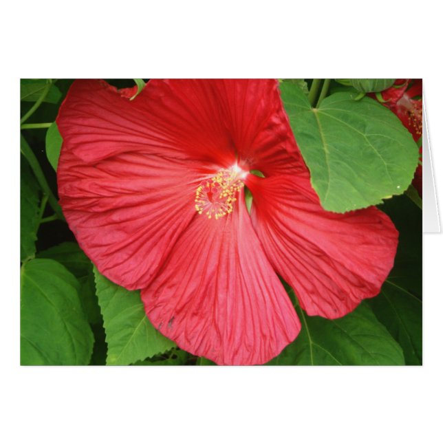 Flor de Hibiscus brillante flor magenta (Anverso (Horizontal))
