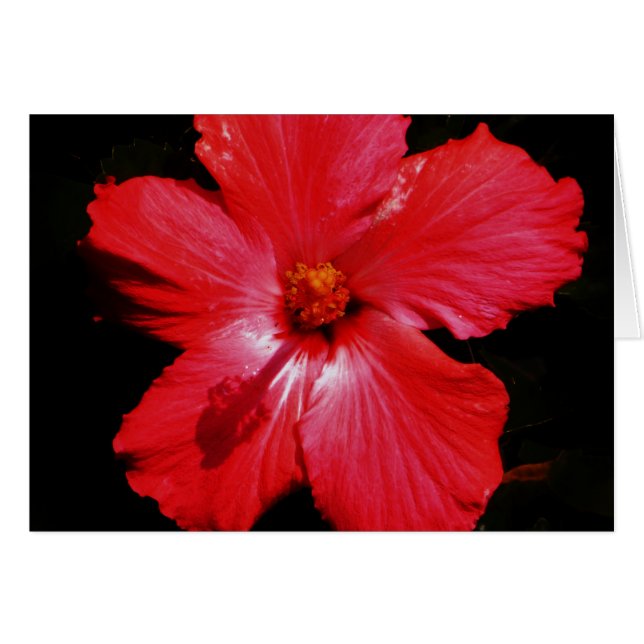 Flor de Hibiscus rojo rosado caliente en negro (Anverso (Horizontal))