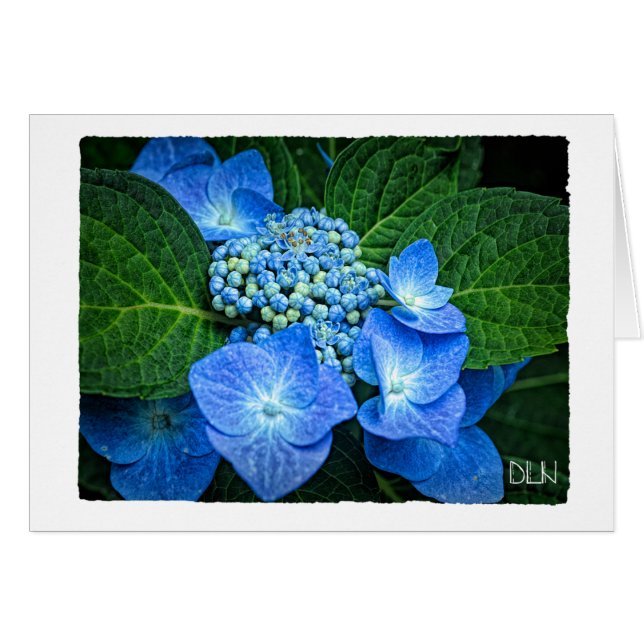 Flor de hidrangea azul/arte floral (Anverso (Horizontal))
