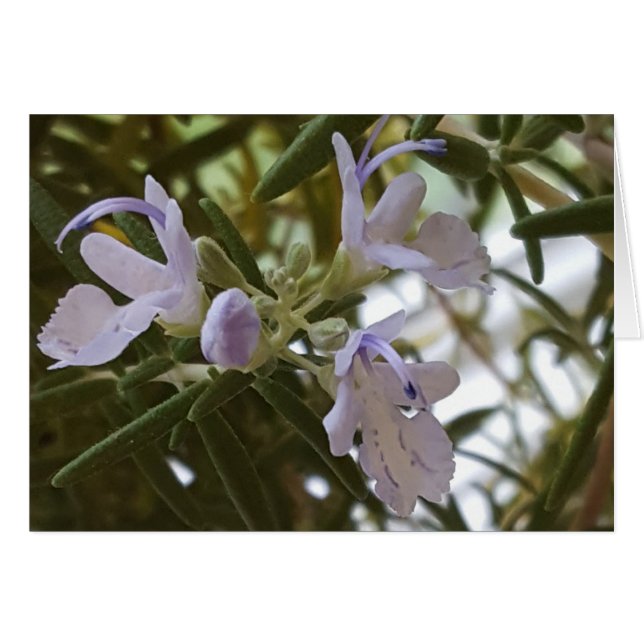 Flor de hierba Rosemaria Fotografía (Anverso (Horizontal))