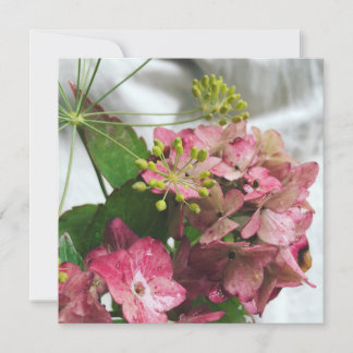 Flor de hortensia encuentra en lluvia y eneldo
