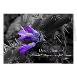 Flor de Hyacinth del Desierto y Cactus de Cholla d