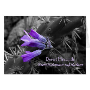 Flor de Hyacinth del Desierto y Cactus de Cholla d