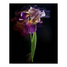 Flor de Iris Abstracta – Arte Floral Elegante