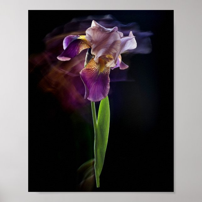 Flor de Iris Abstracta – Arte Floral Elegante (Frente)
