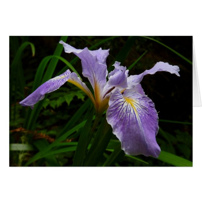 Flor de Iris salvaje Morado Floral (Anverso (Horizontal))