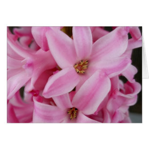 flor de jacinto rosa