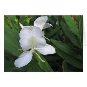 Flor de jengibre blanco hawaiana