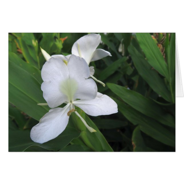 Flor de jengibre blanco hawaiana (Anverso (Horizontal))