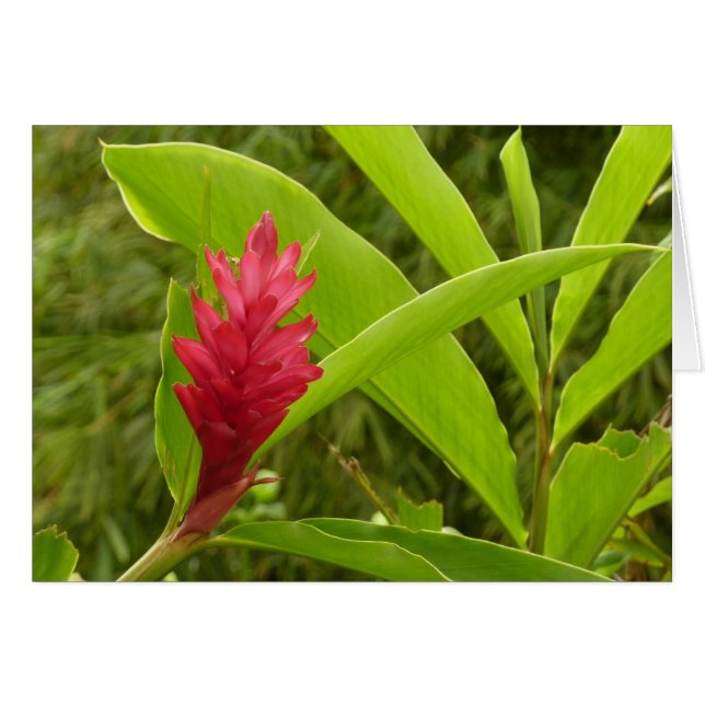 Flor de jengibre rojo (Alpinia) Tropical (Anverso (Horizontal))