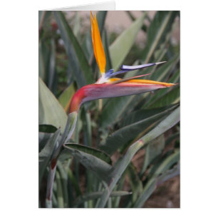 Flor de la ave del paraíso