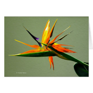 Flor de la ave del paraíso