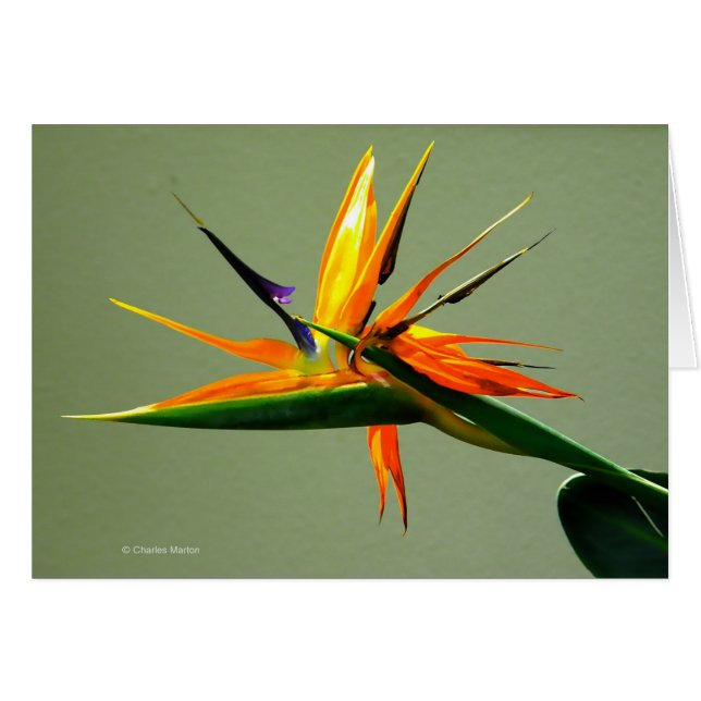 Flor de la ave del paraíso (Anverso (Horizontal))