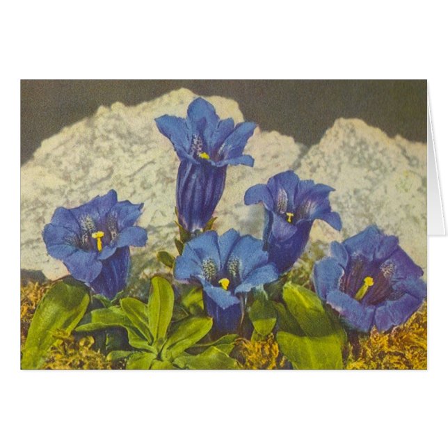 Flor de la genciana (Anverso (Horizontal))