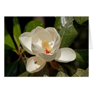 Flor de la magnolia meridional