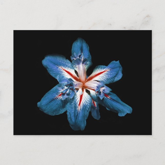 "Flor de la Mar" - Postal (Anverso)