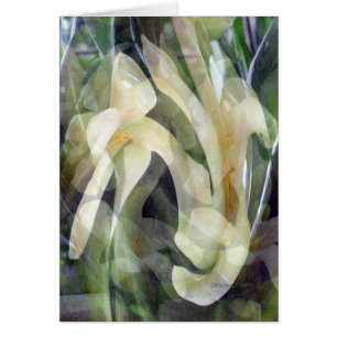 Flor de la papaya en extracto