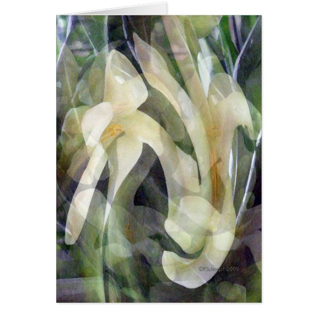 Flor de la papaya en extracto (Frente)