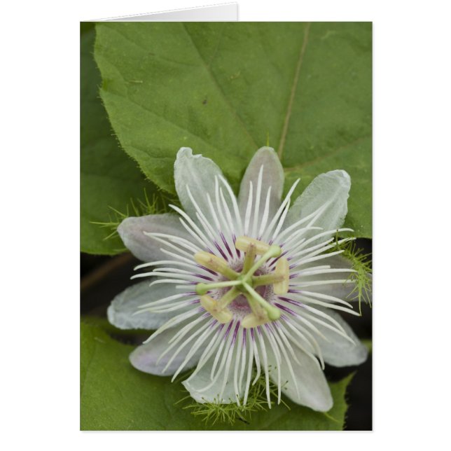 Flor de la Pasión de Galápagos Passiflora foetida (Frente)