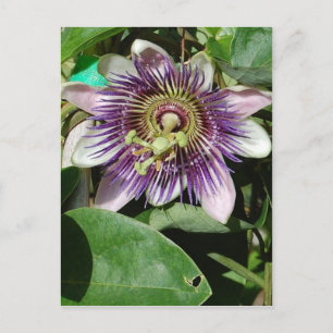Flor de la postal de la pasión